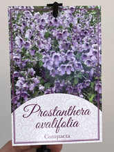 Load image into Gallery viewer, Prostanthera ovalifolia &#39;Compacta&#39;
