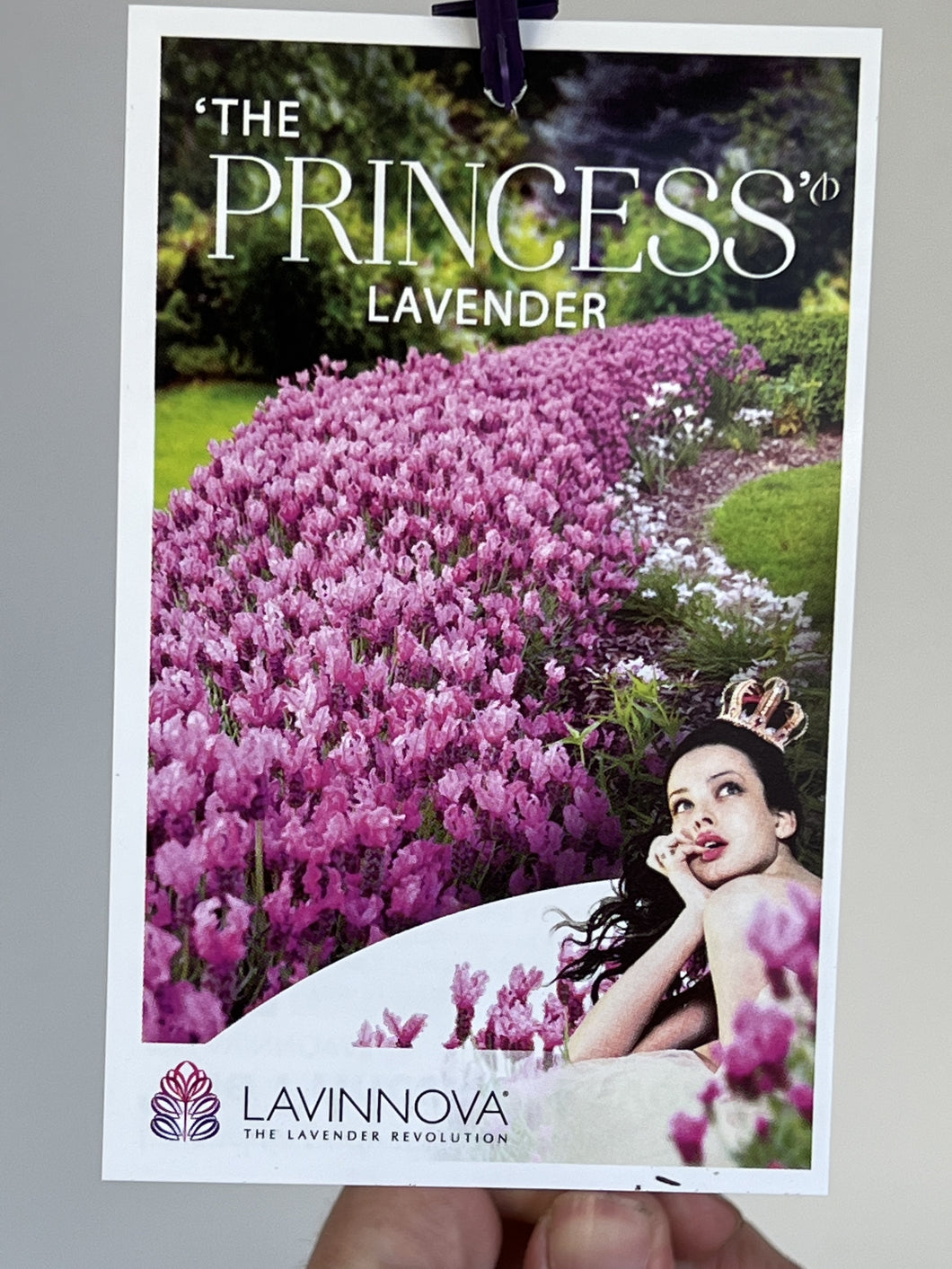 Lavinnova 'The Princess Lavender'