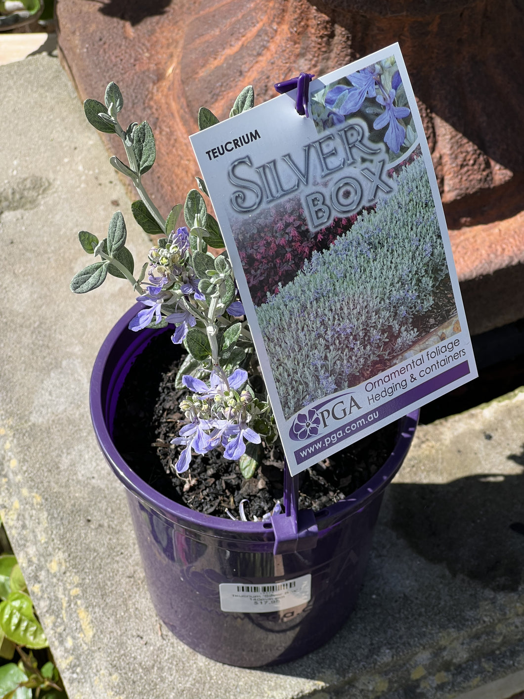 Teucrium Silver Box Northcote Nursery teucrium-silver-box-northcote-nursery