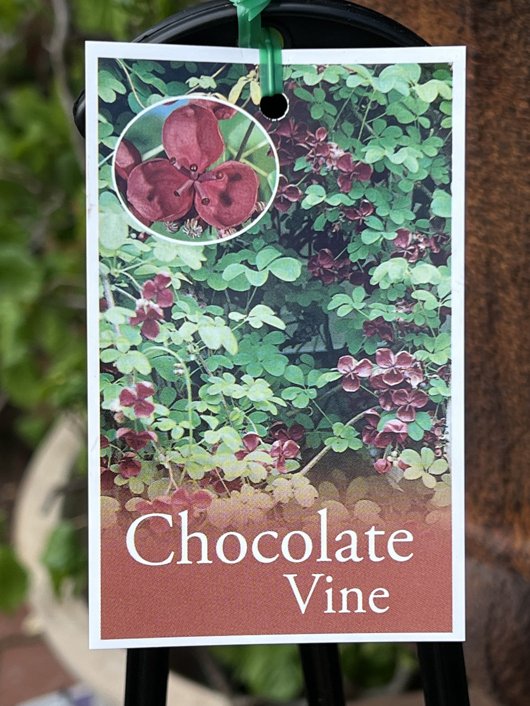 Akebia quinata 'Chocolate Vine'