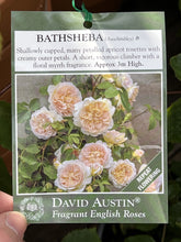 Load image into Gallery viewer, Rose &#39;Bathsheba&#39;
