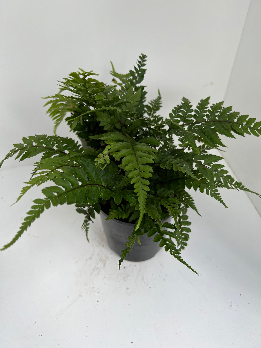 Athyrium otophorum 'Eared Lady'