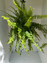 Load image into Gallery viewer, Nephrolepsis exaltata &#39;Boston Fern&#39;
