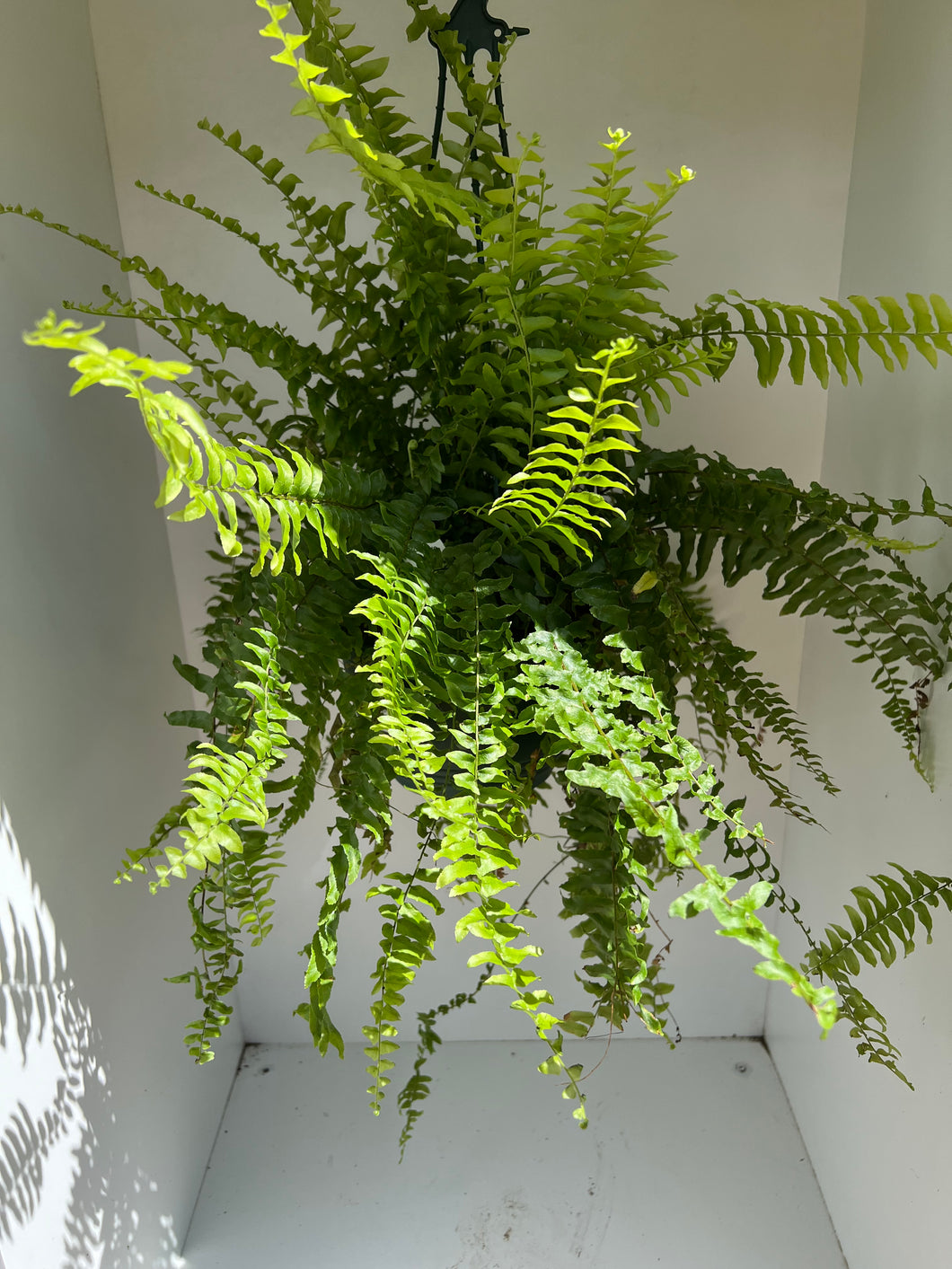 Nephrolepsis exaltata 'Boston Fern'