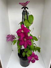 Load image into Gallery viewer, Clematis &#39;Ernest Markham&#39;
