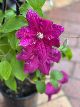 Load image into Gallery viewer, Clematis &#39;Ernest Markham&#39;
