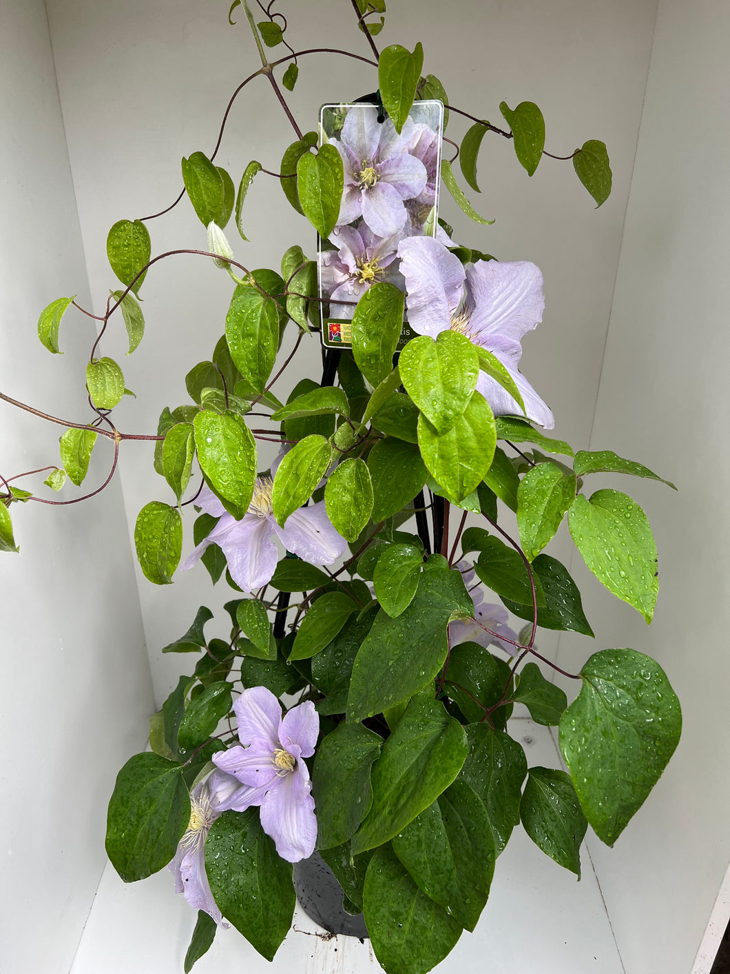 Clematis 'Silver Moon'