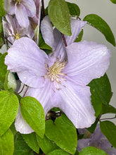 Load image into Gallery viewer, Clematis &#39;Silver Moon&#39;
