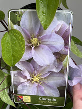 Load image into Gallery viewer, Clematis &#39;Silver Moon&#39;
