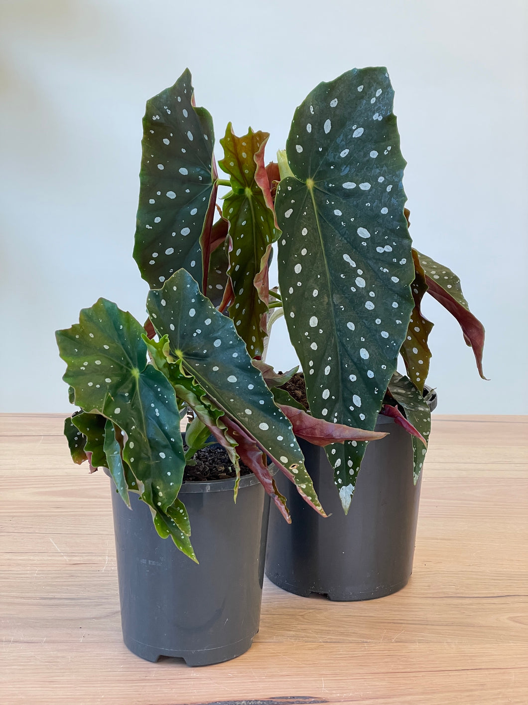 Begonia maculata