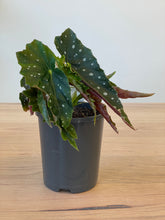 Load image into Gallery viewer, Begonia maculata
