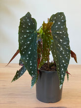 Load image into Gallery viewer, Begonia maculata
