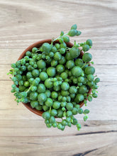 Load image into Gallery viewer, Senecio rowleyanus &#39;String of Pearls&#39;
