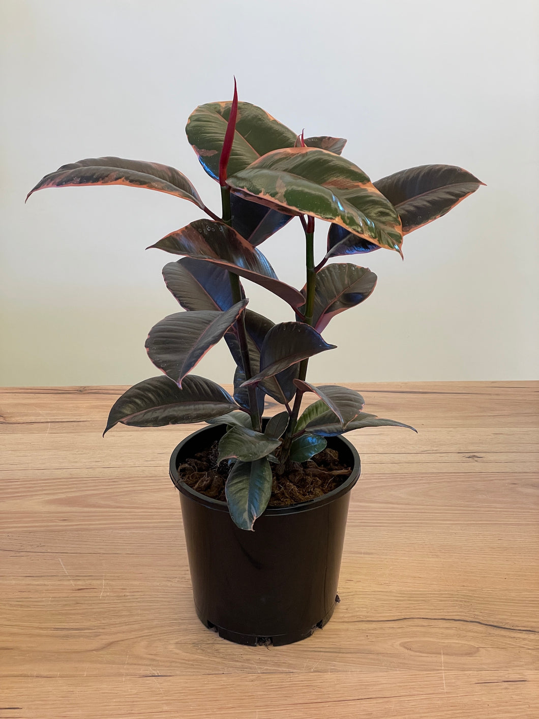 Ficus elastica 'Ruby'