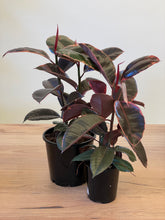 Load image into Gallery viewer, Ficus elastica &#39;Ruby&#39;
