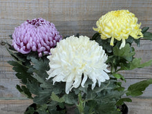 Load image into Gallery viewer, Chrysanthemum morifolium
