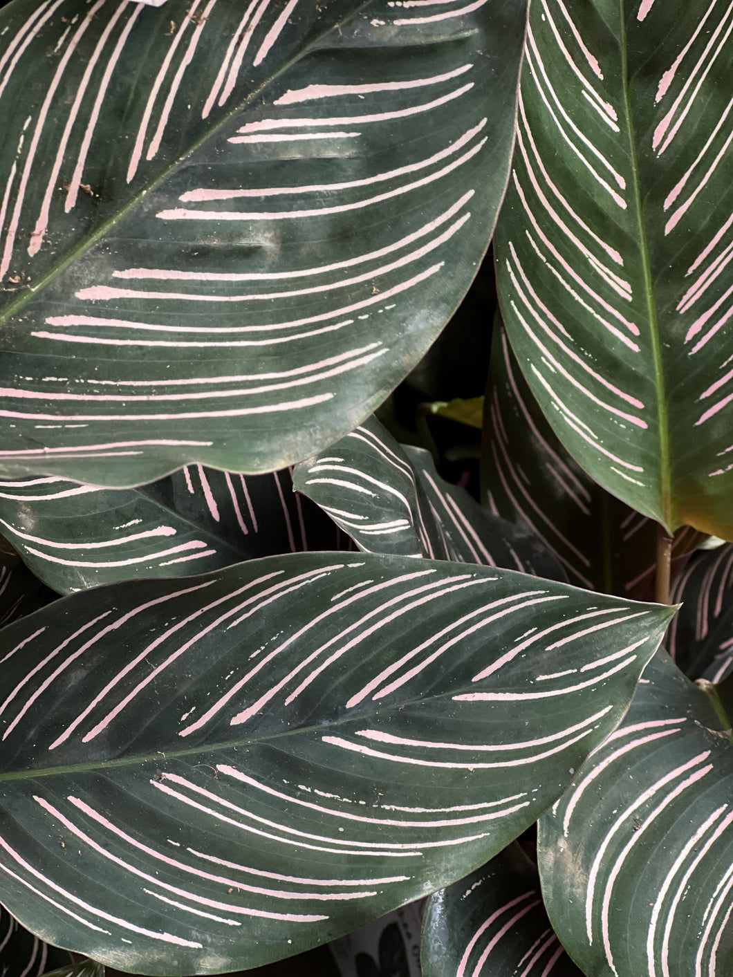 Calathea ornata 'Pinstripe Plant'