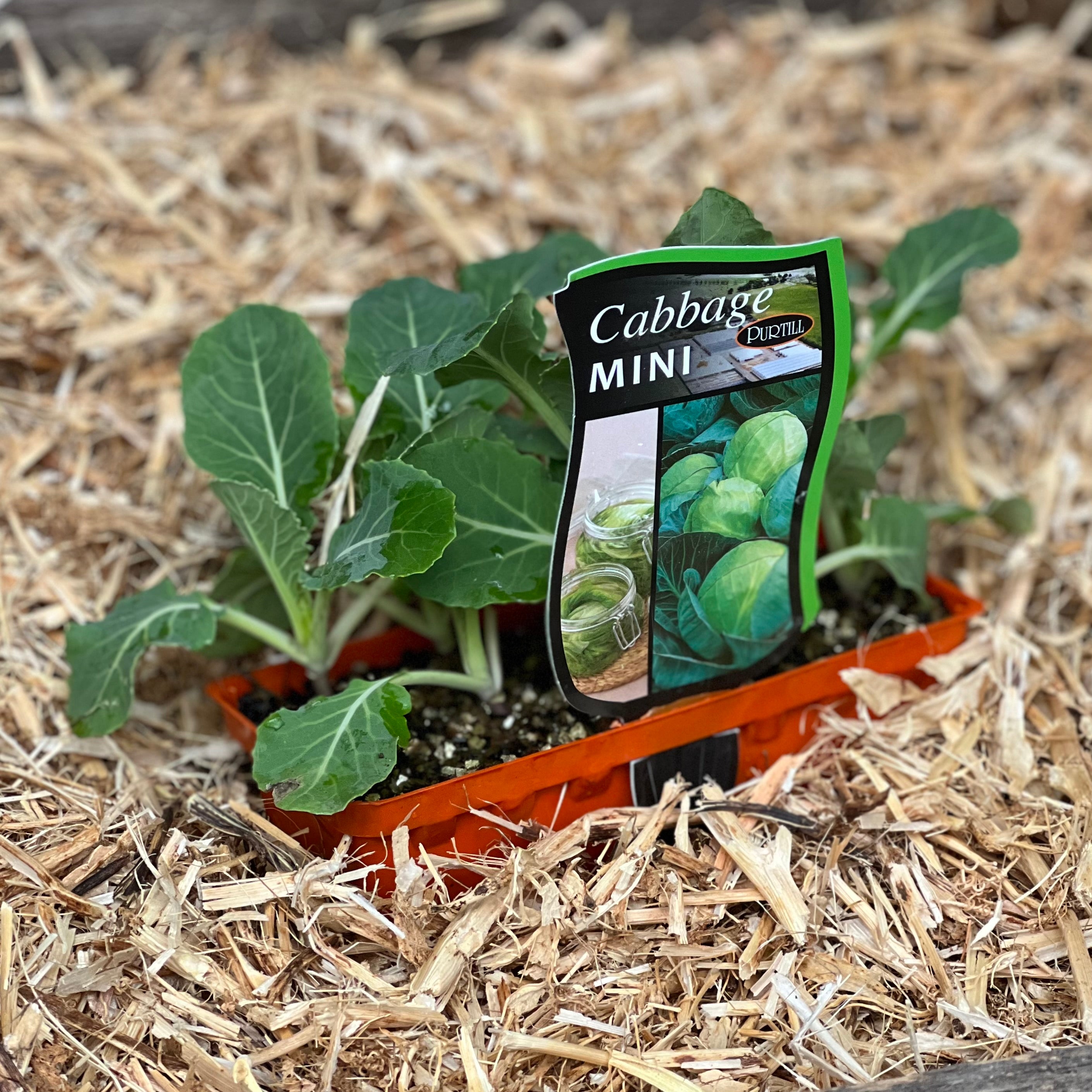 Cabbage 'Mini' – Northcote Nursery