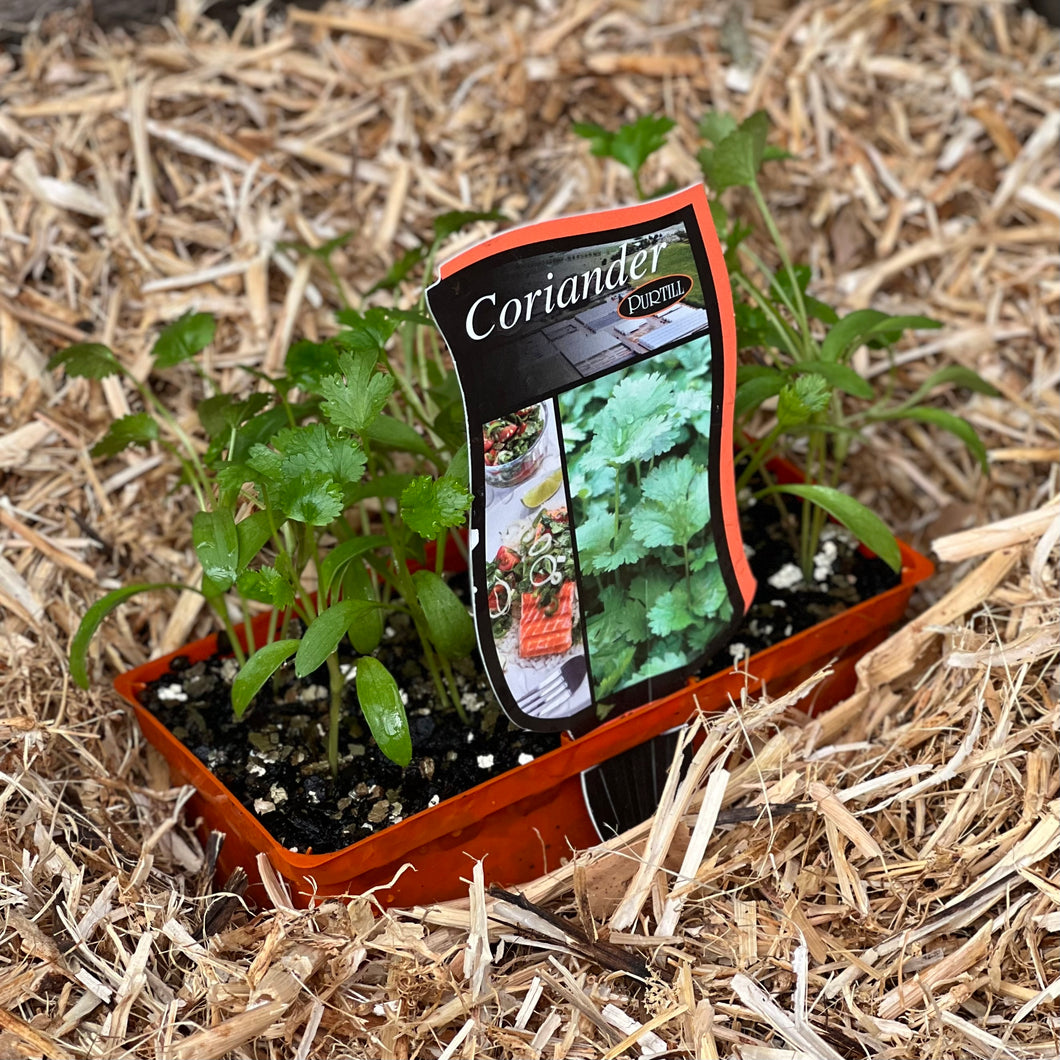 Coriander