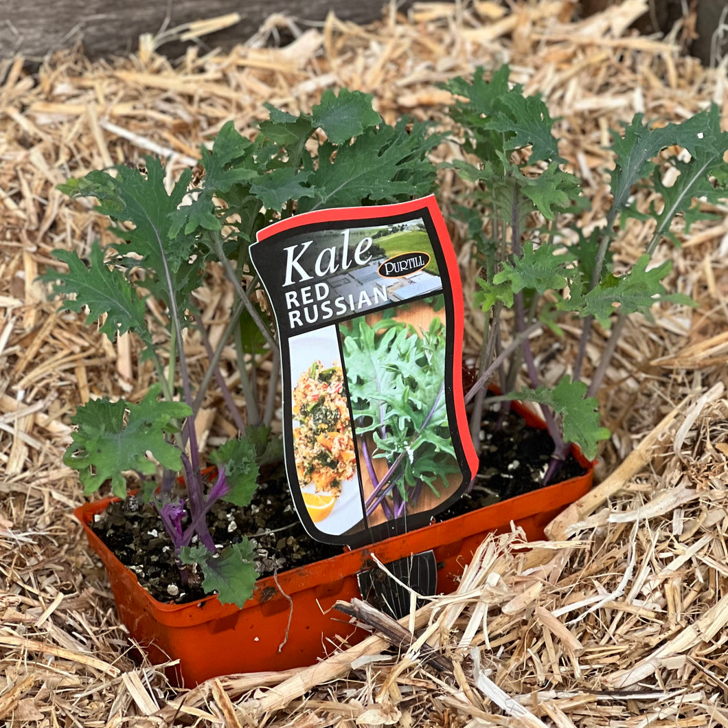 Kale 'Red Russian'