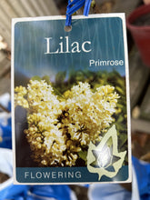 Load image into Gallery viewer, Syringa vulgaris &#39;Primrose&#39; (Lilac)
