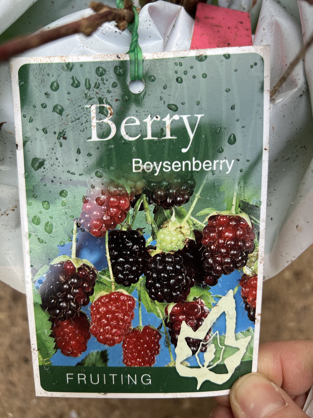 Boysenberry