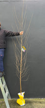 Load image into Gallery viewer, Betula pendula &#39;Alba&#39;
