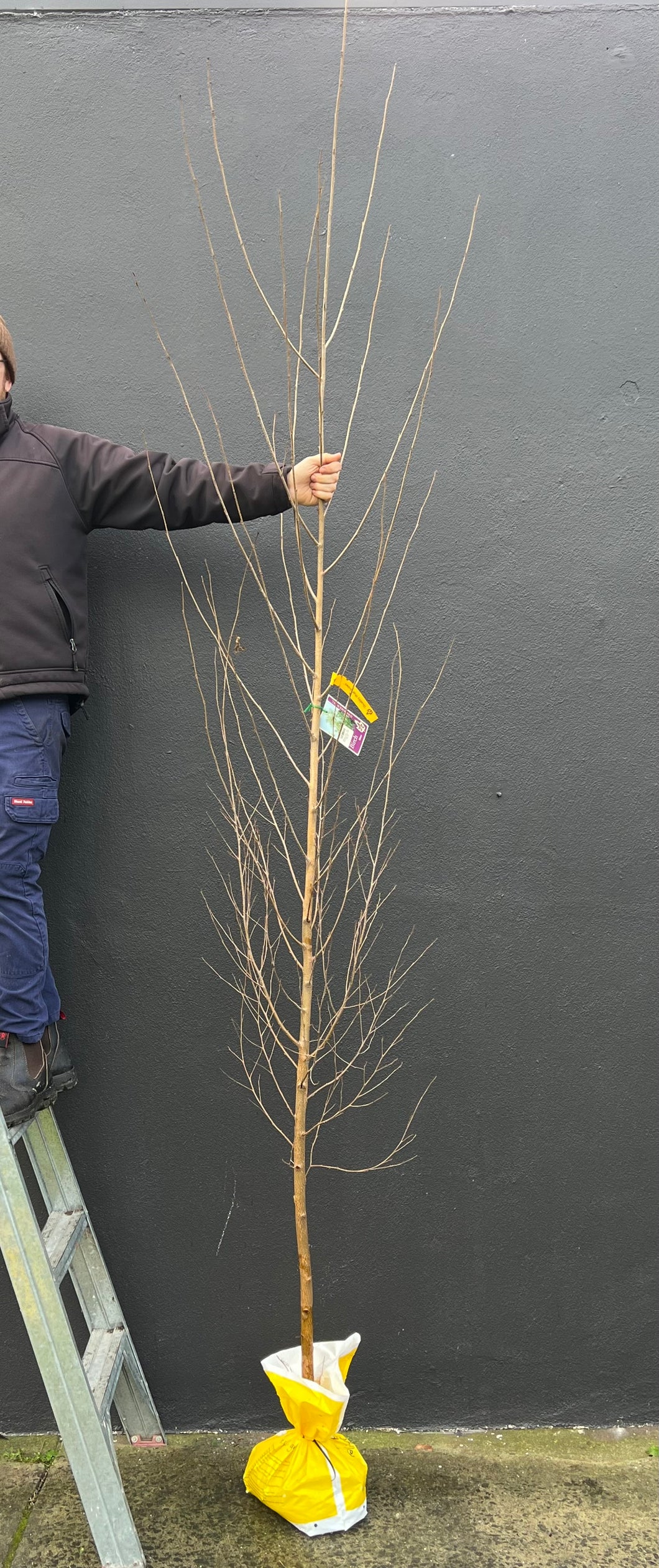 Betula pendula 'Alba'