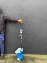 Load image into Gallery viewer, Malus ioensis &#39;Rubra&#39;
