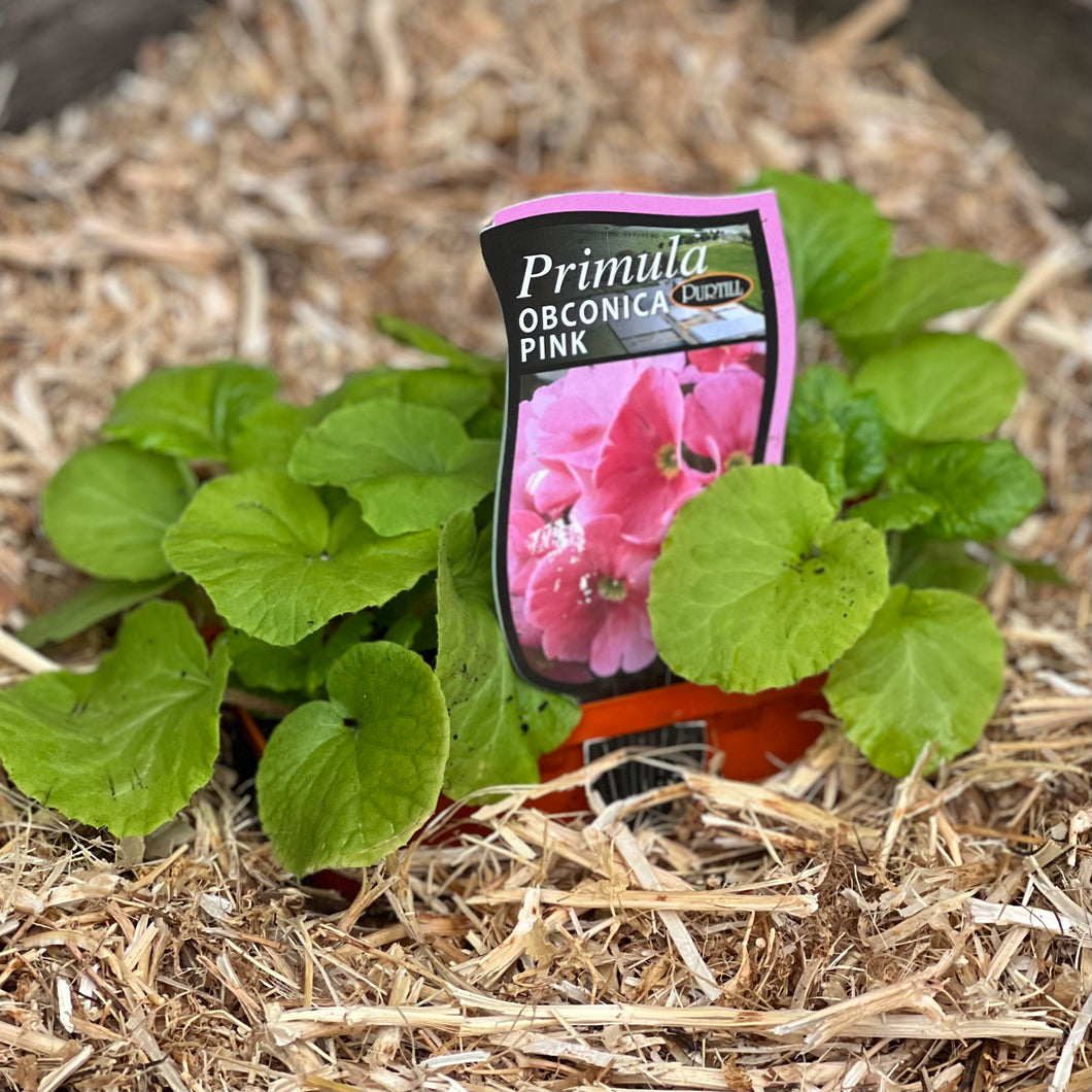 Primula 'Obconica' Pink