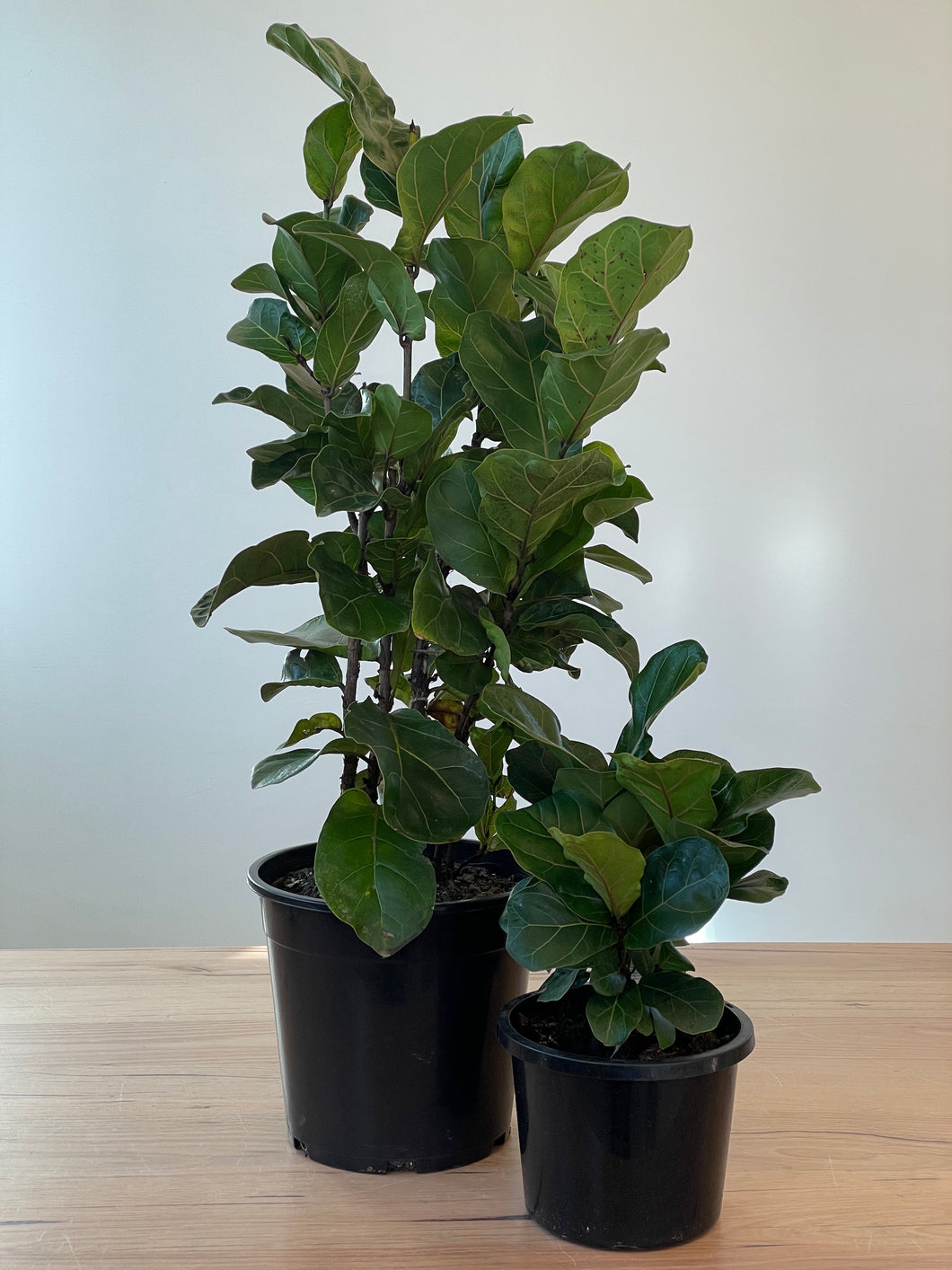 Ficus lyrata 'Bambino'