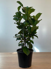 Load image into Gallery viewer, Ficus lyrata &#39;Bambino&#39;
