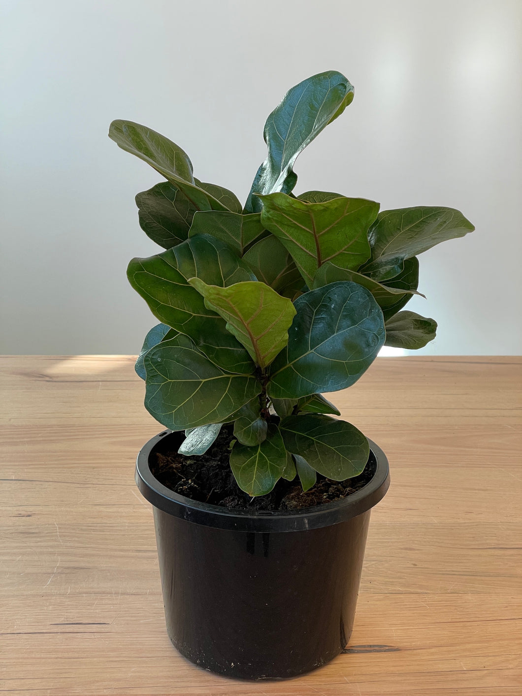 Ficus lyrata 'Bambino'