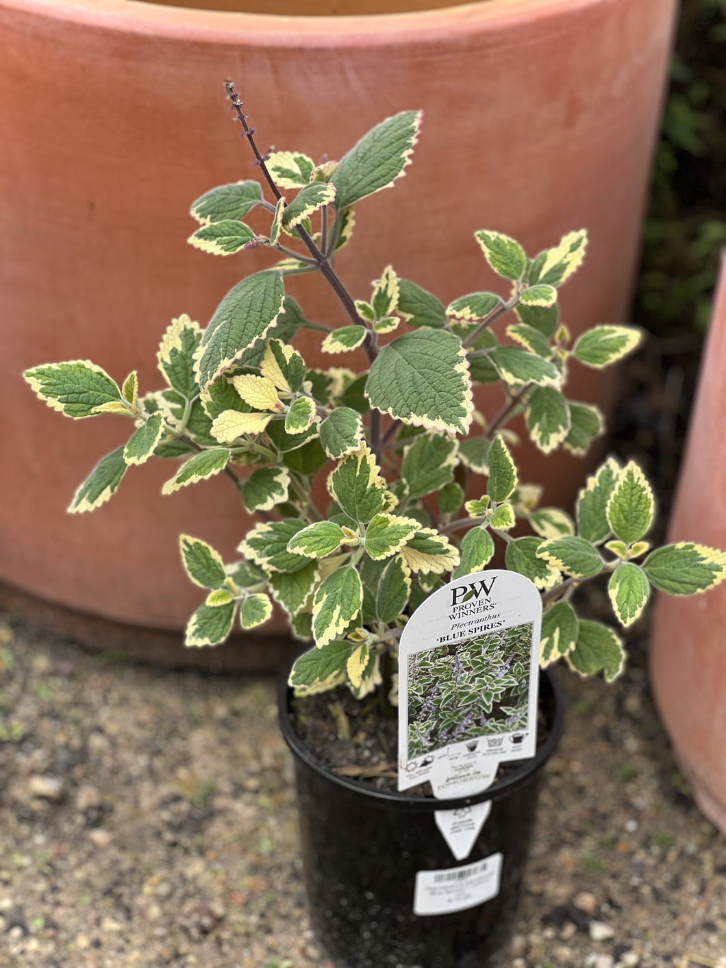 Plectranthus parviflorus 'Blue Spires'