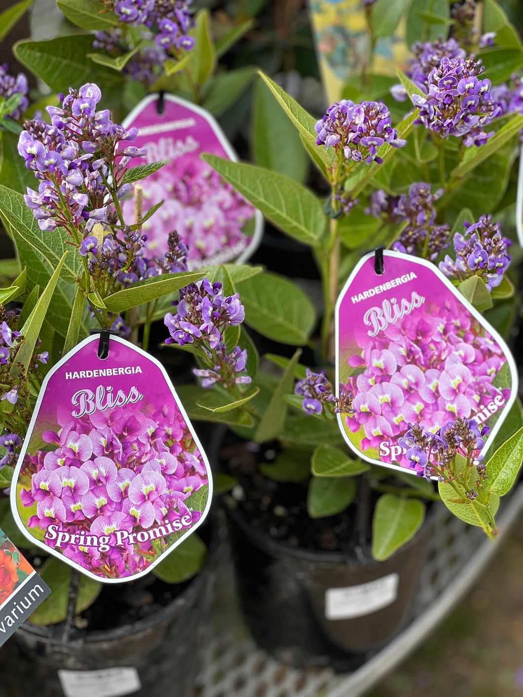 Hardenbergia 'Bliss Spring Promise'