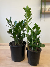 Load image into Gallery viewer, Zamioculcas zamiifolia &#39;ZZ Plant&#39;
