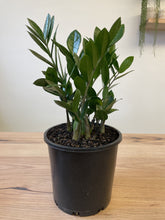 Load image into Gallery viewer, Zamioculcas zamiifolia &#39;ZZ Plant&#39;
