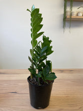 Load image into Gallery viewer, Zamioculcas zamiifolia &#39;ZZ Plant&#39;
