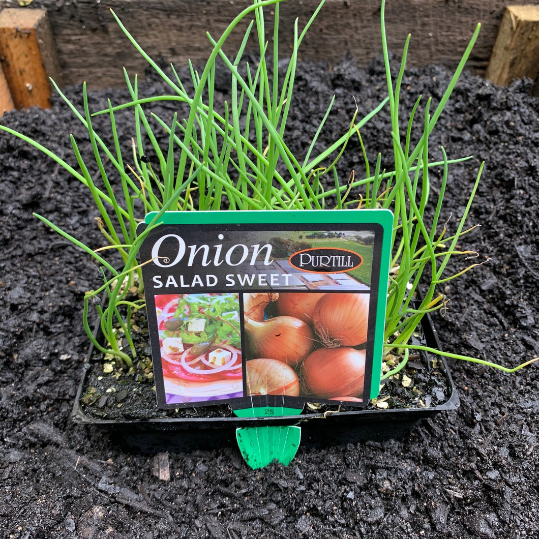 Onion 'Salad Sweet'
