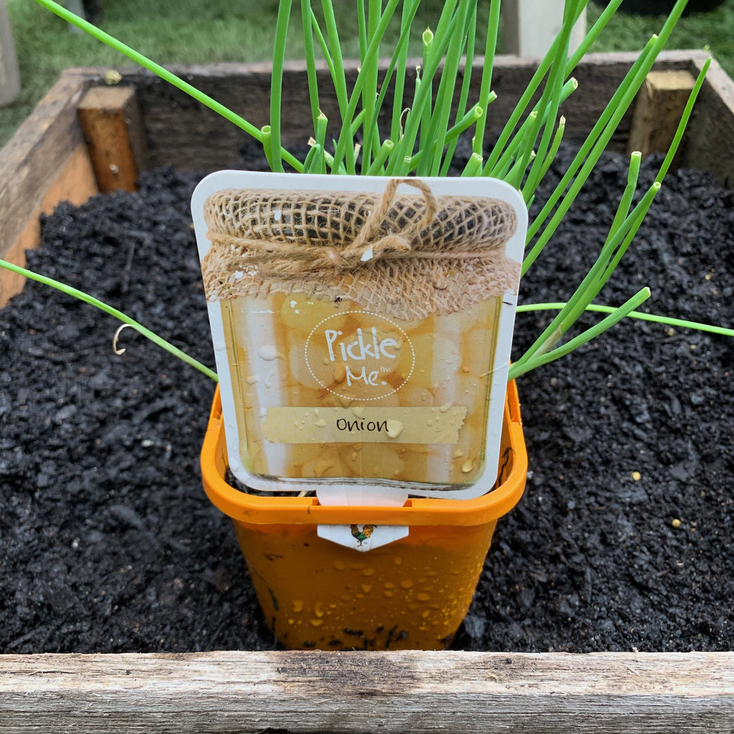 Onion 'Pickling Italian'