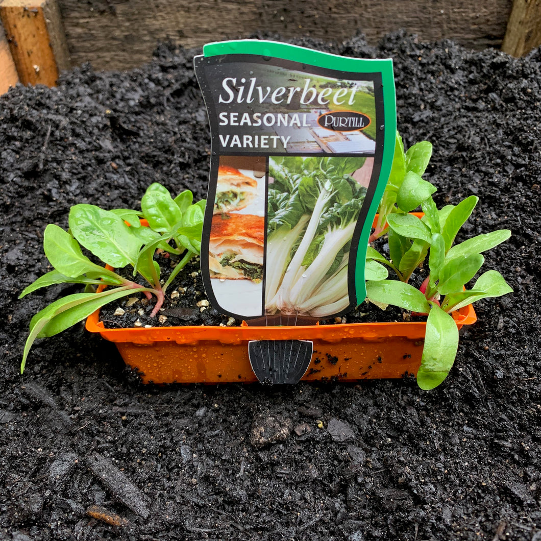 Silverbeet