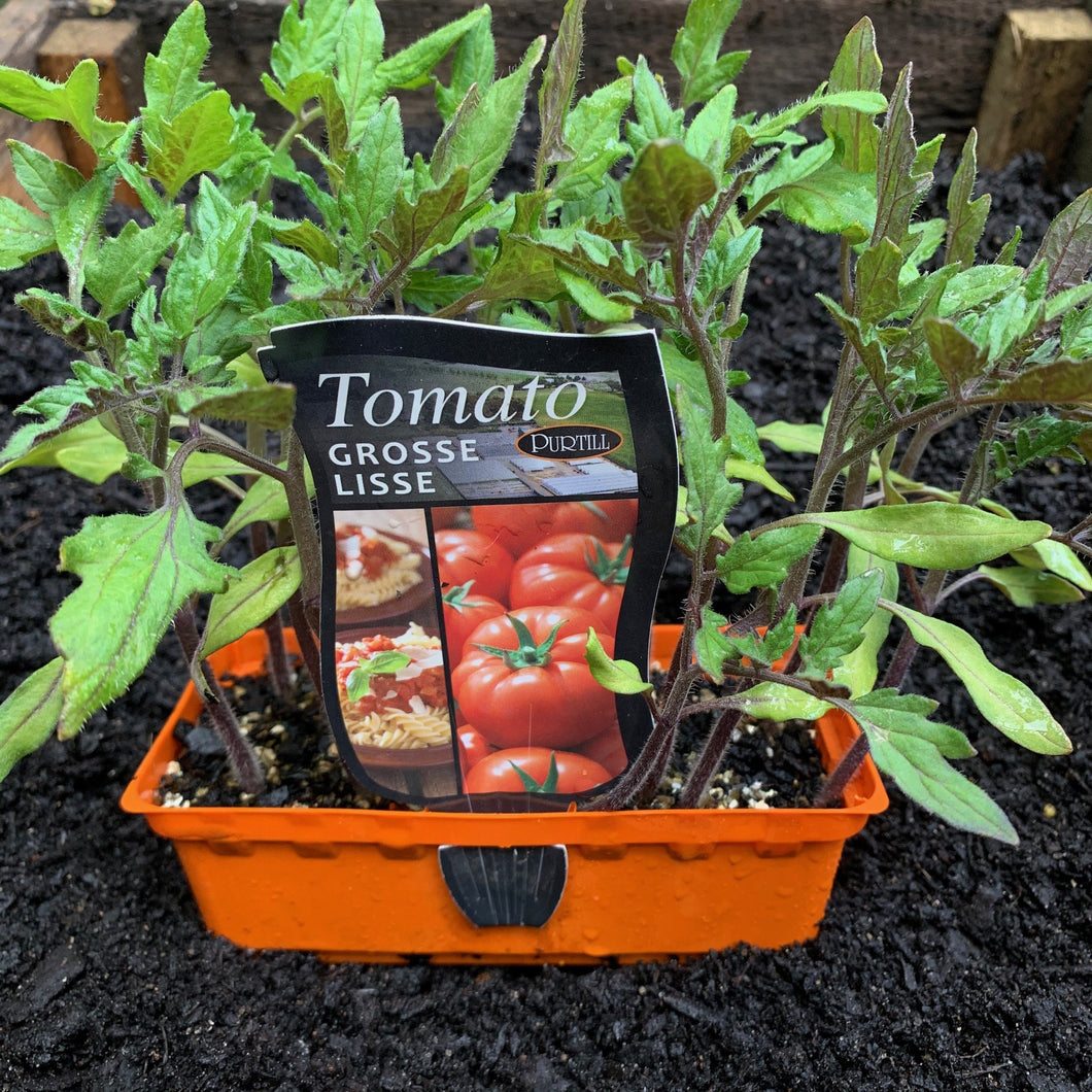 Tomato 'Grosse Lisse’