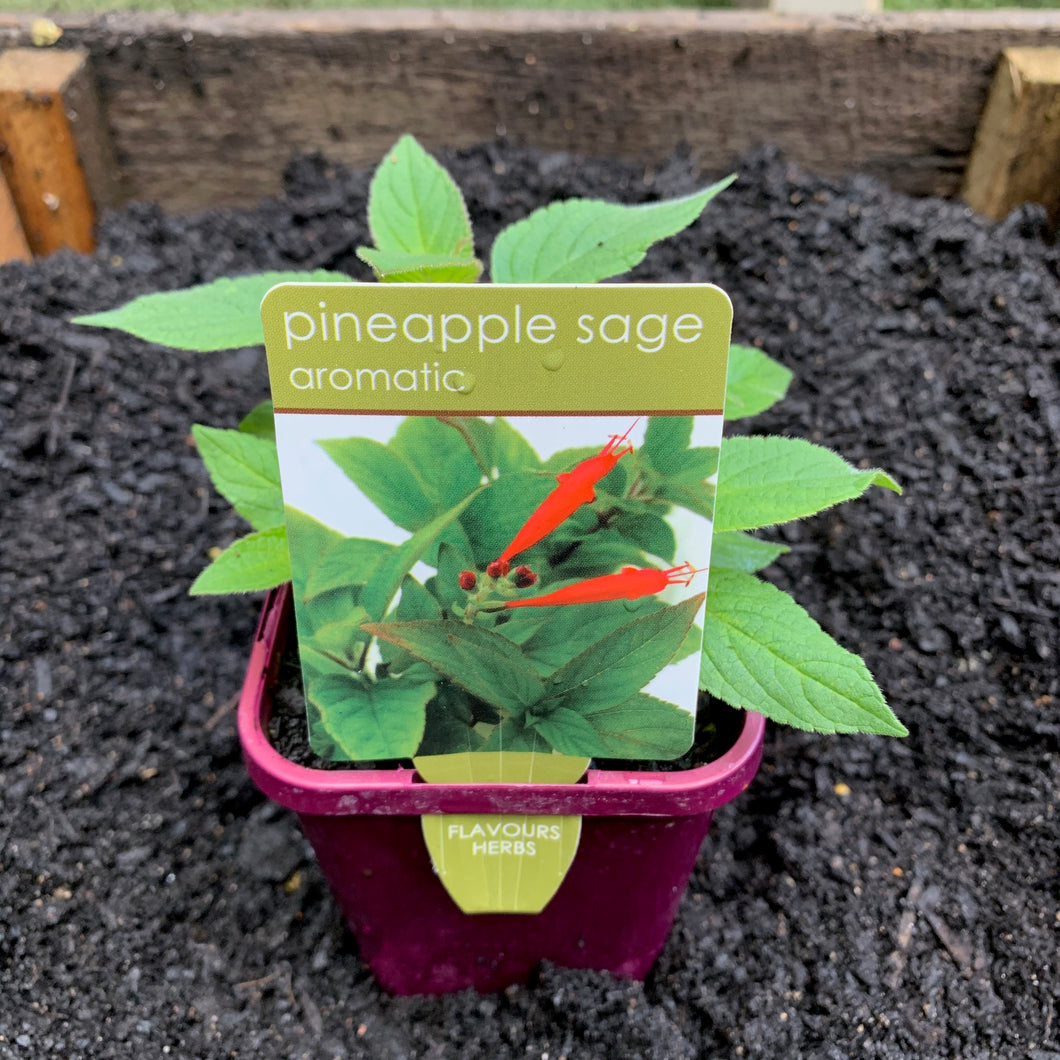 Sage 'Pineapple'