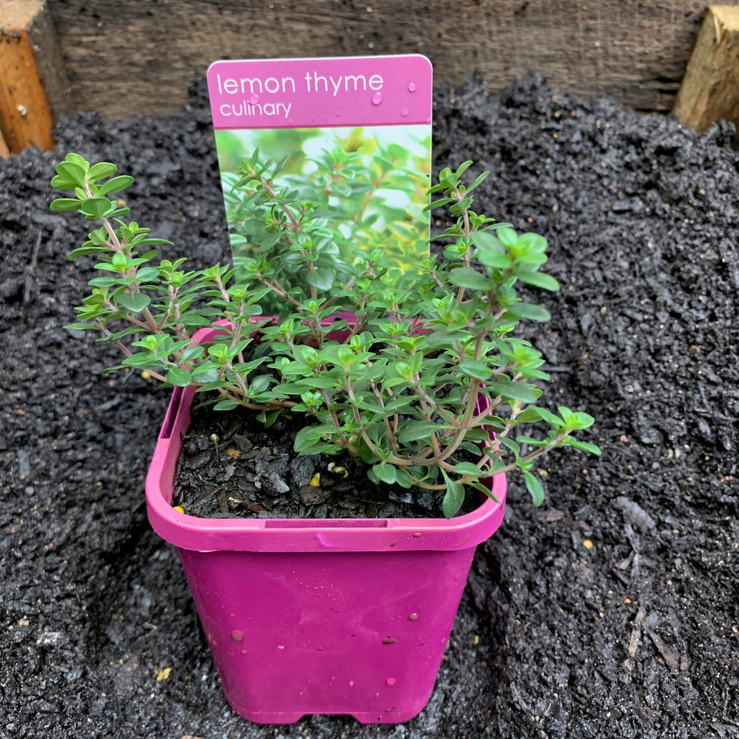 Thyme 'Lemon'