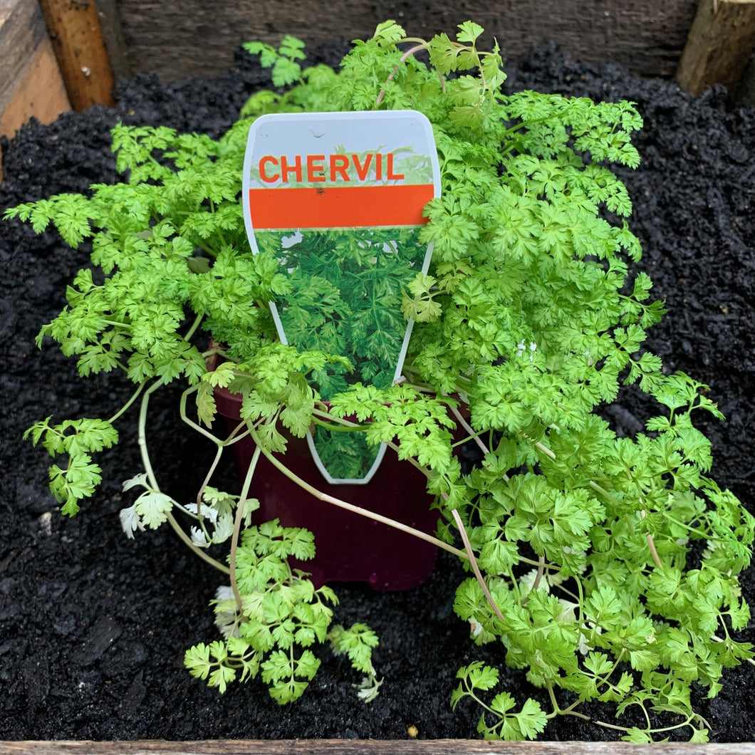 Chervil