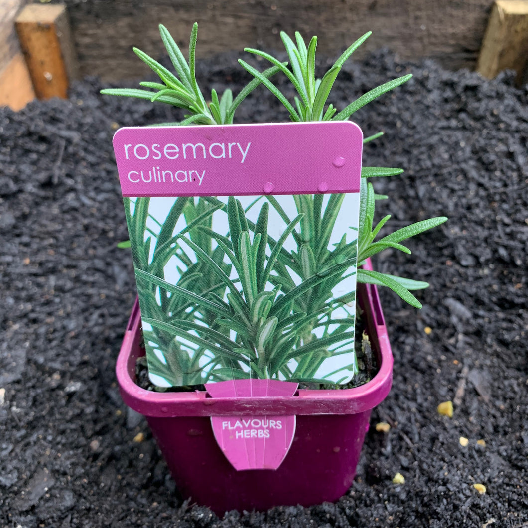 Rosemary