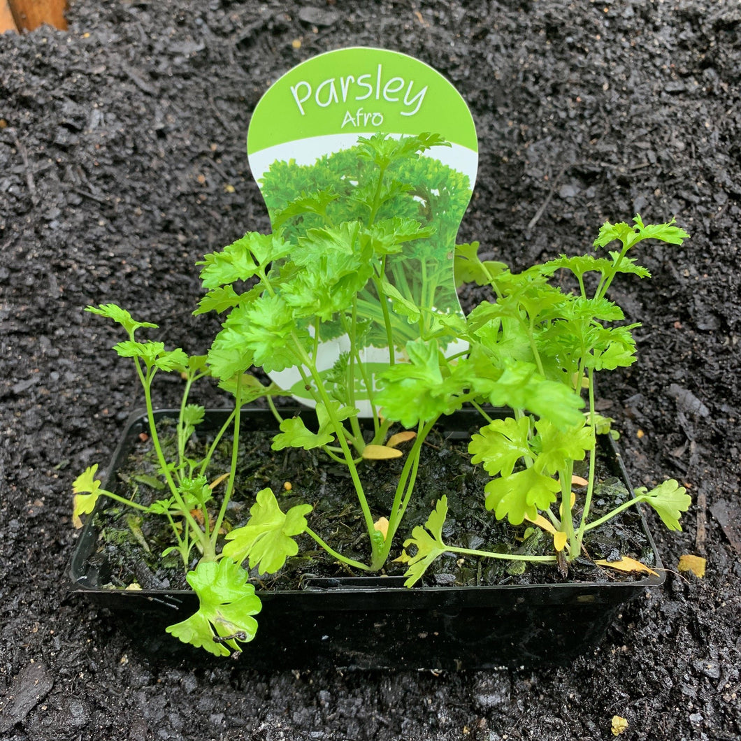Parsley 'Afro'