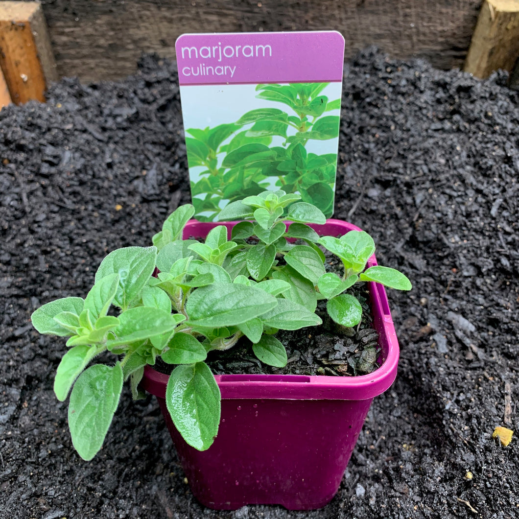 Marjoram