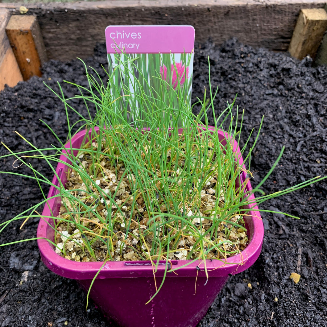 Chives