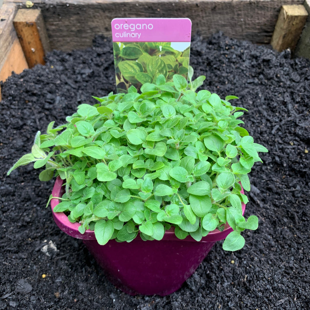 Oregano